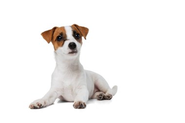 Jack Russell Terrier 'ın beyaz stüdyo arka planında patileri yukarıda uzanmış şirin bir köpek portresi.