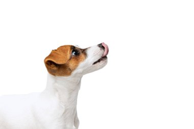 Beyaz stüdyo arka planında izole edilmiş, dili dışarı çıkmış, yukarı bakan Jack Russell Terrier 'ın yan plan portresi.