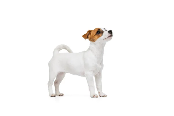 Portrait of cute little puppy of Kack Russell Terrier calmly standing and looking upwards isolated over white studio background — Stockfoto