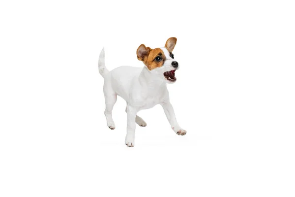 Portrait of cute playful puppy of Jack Russell Terrier in motion, jumping, barking isolated over white studio background — Stockfoto