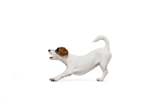 Retrato de filhote de cachorro pequeno bonito de Jack Russell Terrier latindo, jogando isolado sobre fundo estúdio branco — Fotografia de Stock