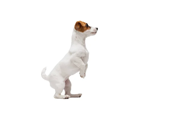 Portrait of cute dog, puppy of Jack Russell Terrier standing on hind legs, following commands isolated over white studio background — Stok fotoğraf