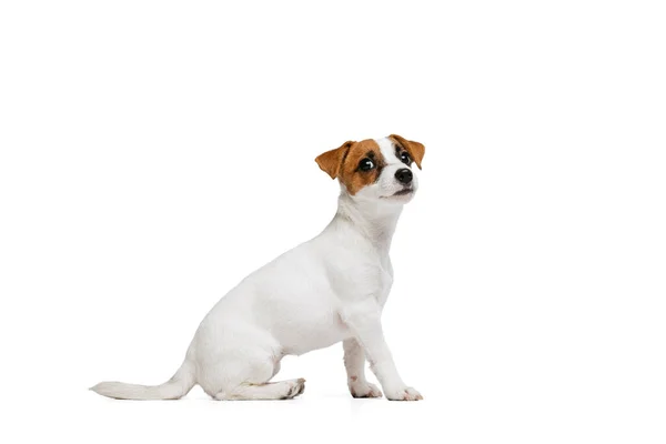 Portrait of calm cute dog, puppy of Jack Russell Terrier posing, looking at camera isolated over white studio background — Stock fotografie