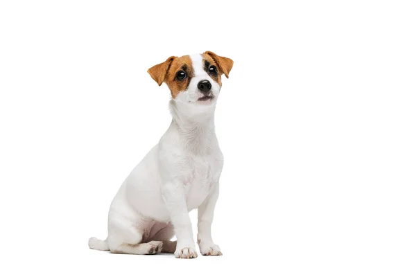 Portrait of small cute dog, Jack Russell Terrier puppy calmply sitting, posing isolated over white studio background — Stock fotografie