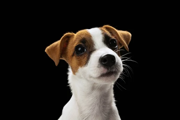 Portrait of cute looking small dog of Jack Russell Terrier posing isolated over black studio background — Stockfoto