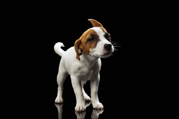 Portrait cute and funny puppy, Jack Russell Terrier dog in motion, posing isolated over black studio background — Stockfoto