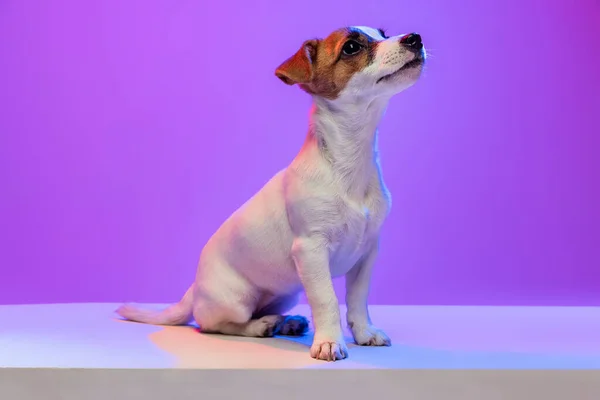 Portrait of cute small puppy of Jack Russell Terrier calmly sitting, posing isolated over purple background in neon. — Foto de Stock