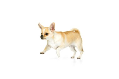 Beyaz arka planda izole edilmiş küçük şirin bir chihuhua köpeğinin hareket halinde poz verdiği bir stüdyo fotoğrafı. Çalışıyor