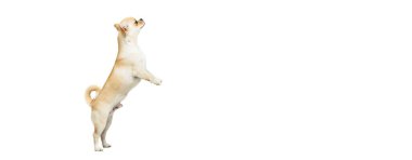 Arka ayakları üzerinde duran, kutuya yaslanan beyaz stüdyo arka planında izole edilmiş poz veren şirin bir chihuahua köpeği portresi. El ilanı