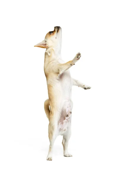 Portrait of little chihuahua dog standing on hind legs, posing isolated over white studio background. Looking upwards —  Fotos de Stock