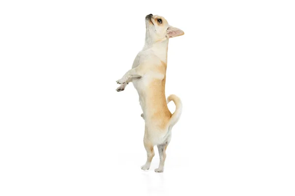 Portret małego psa chihuahua stojącego na tylnych nogach, pozującego na białym tle studia — Zdjęcie stockowe