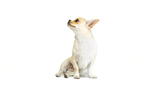 可愛い小さなChihuahua犬の肖像画を冷静に座って、離れて見て、白いスタジオの背景に孤立ポーズ — ストック写真