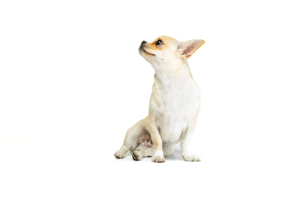 Portrait of cute small chihuahua dog calmly sitting, looking away, posing isolated over white studio background