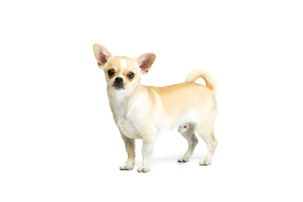 Portrait of cute chihuahua dog standing, attentively looking, posing isolated over white studio background — 图库照片