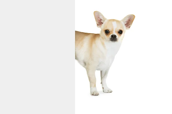 Studio shot of small chihuahua pog picking out the corner, posing isolated over white studio background. Attentive look — Fotografia de Stock