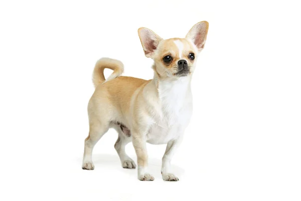 Portrait of cute chihuahua dog standing, attentively looking, posing isolated over white studio background. Looks delightful — Stock Photo, Image