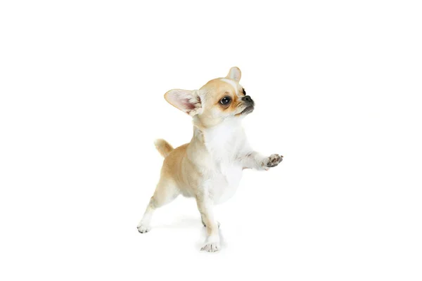 Studio shot of cute small chihuhua dog walking around, posing in motion isolated over white background. Paw up — Stockfoto