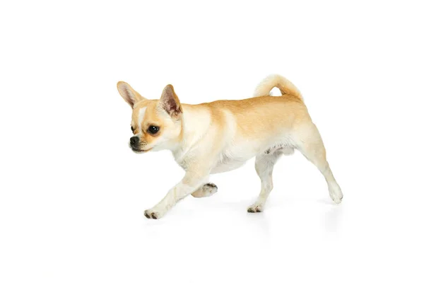 Estúdio tiro de cão chihuhua pequeno bonito andando por aí, posando em movimento isolado sobre fundo branco — Fotografia de Stock