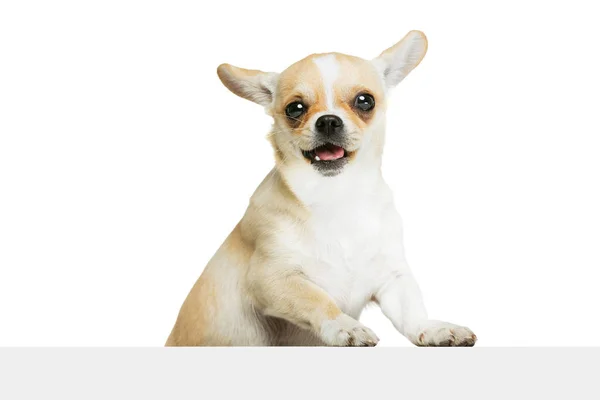 Retrato de cão chihuahua bonito com língua saindo isolado sobre fundo estúdio branco. Sorrindo. — Fotografia de Stock