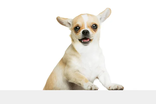 Retrato de lindo perro chihuahua con la lengua sobresaliendo aislado sobre fondo de estudio blanco. Sonriendo. — Foto de Stock