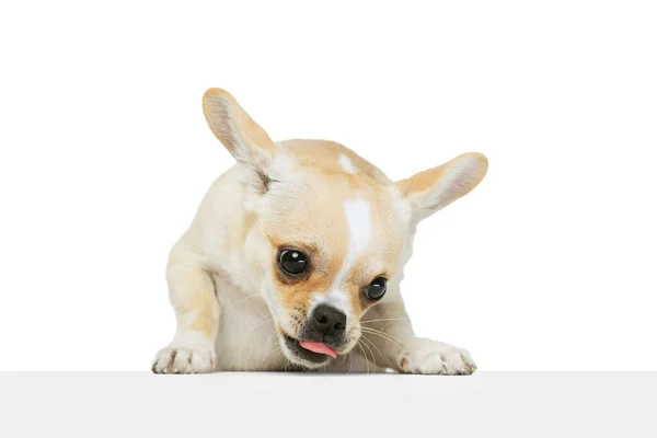 Portré aranyos vicces chihuahua kutya nyalás, szagolgató élelmiszer elszigetelt fehér stúdió háttér — Stock Fotó