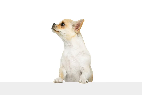 Retrato de cão chihuahua bonito em pé sobre as pernas traseiras, olhando para longe, posando isolado sobre fundo estúdio branco — Fotografia de Stock