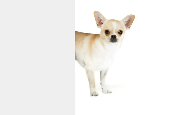 Studio shot of small chihuahua pog picking out the corner, posing isolated over white studio background. Looks sleepy — Stock fotografie
