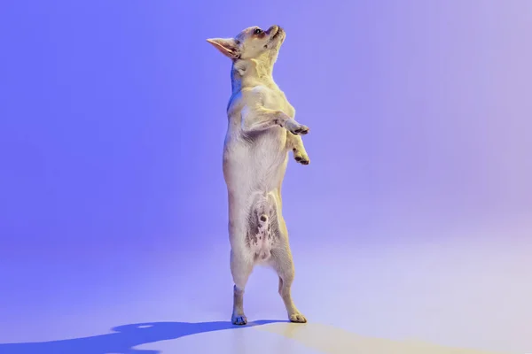 Portrait of little chihuahua dog standing on hind legs, posing isolated over purple studio background in neon light. Following command — стоковое фото