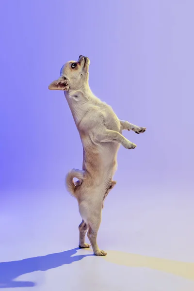 Portrait of little chihuahua dog standing on hind legs, posing isolated over purple studio background in neon light. Looking upwards — 스톡 사진
