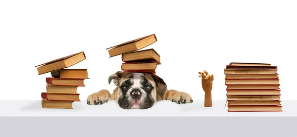 Творческий Коллаж Симпатичный Смешной Собака Сидит Столом Многими Книгами Изолированы — стоковое фото