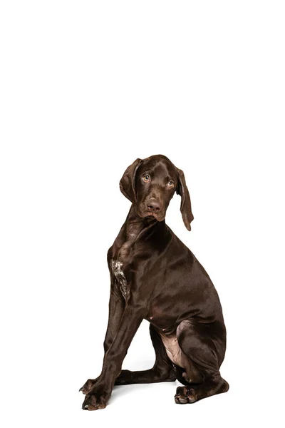Studio Shot Beautiful Purebreed Dog Weimaraner Calmly Sitting Posing Isolated — Stock Photo, Image