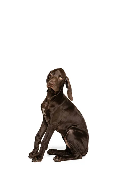 Studio Shot Beautiful Purebred Dog Brown Weimaraner Posing Sitting Isolated — Stockfoto