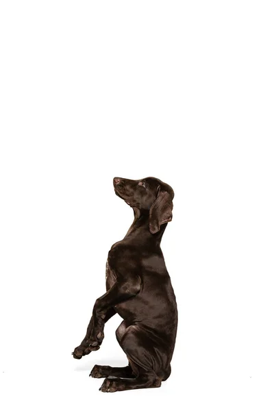 Studio Shot Beautiful Purebred Dog Weimaraner Posing Isolated White Background — ストック写真