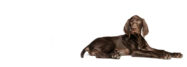 Studio Shot Beautiful Purebred Dog Weimaraner Posing Lying Floor Isolated — Fotografia de Stock