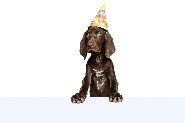 Studio Shot Beautiful Purebred Dog Weimaraner Posing Birthday Hat Isolated — Stockfoto