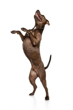 Güzel, safkan bir köpek, Amerikan pitbull teriyeri, arka ayakları üzerinde duran, beyaz arka planda izole edilmiş poz veren bir stüdyo fotoğrafı. Hareket kavramı, hayvan hayatı, güzellik, köpek gösterisi. İlan için alanı kopyala