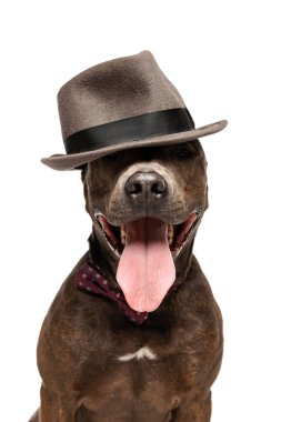Studio shot of purebred dog, american pit bull terrier, posing isolated in stylish hat over white background. Concept of movement, pets love, animal life, beauty, dogshow. Copy space for ad