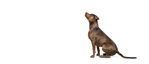 Studio Shot Beautiful Purebred Dog American Pit Bull Terrier Calmly — ストック写真