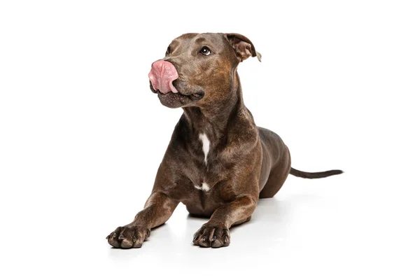 Studio Shot Beautiful Purebred Dog American Pit Bull Terrier Posing — 图库照片