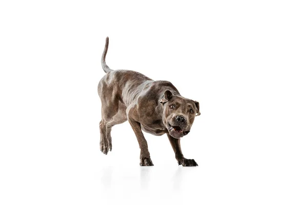 Studio Shot Purebred Dog American Pit Bull Terrier Running Posing — Stock Photo, Image