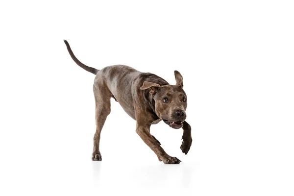 Studio Shot Purebred Dog American Pit Bull Terrier Running Posing — 图库照片