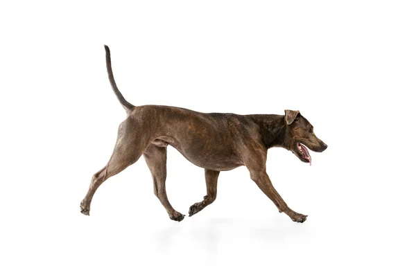 Studio Shot Beautiful Purebred Dog American Pit Bull Terrier Walking — ストック写真