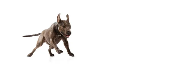 Studio Shot Van Actieve Rasechte Hond Amerikaanse Pitbull Terrier Rennend — Stockfoto