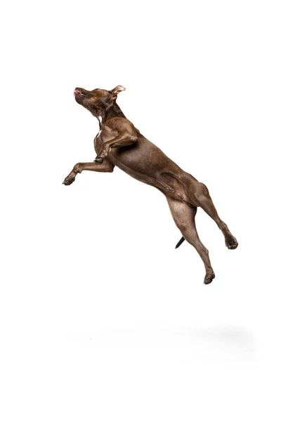 Studio Shot Purebred Dog American Pit Bull Terrier Catching Food — Fotografia de Stock
