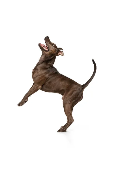 Studio Shot Purebred Dog American Pit Bull Terrier Catching Food — Foto de Stock