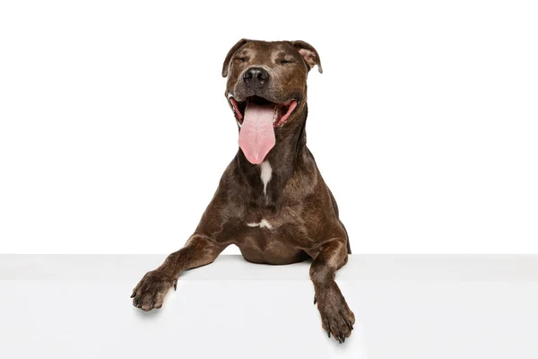Studio Shot Cute Purebred Dog American Pit Bull Terrier Posing — Stock Photo, Image