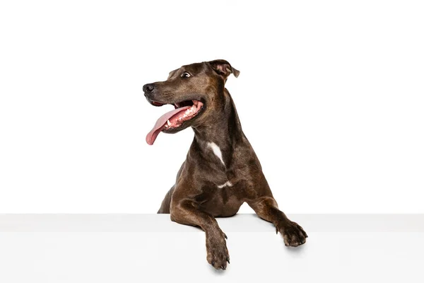 Studio Shot Purebred Dog American Pit Bull Terrier Posing Sticking — Stock Photo, Image