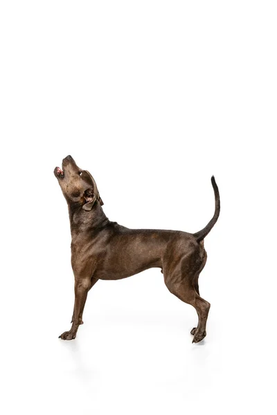 Studio Shot Van Rasechte Hond Amerikaanse Pitbull Terrier Huilend Poserend — Stockfoto