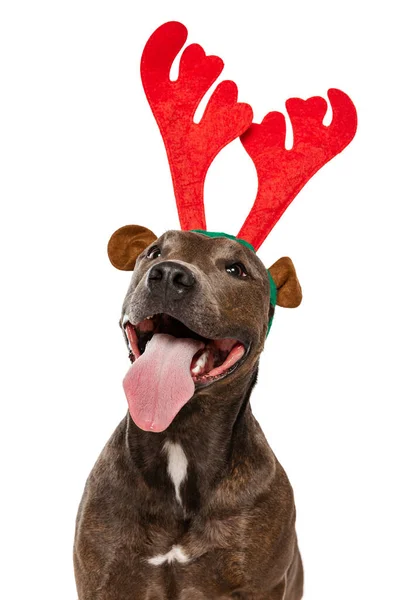 Studio Shot Cheerful Purebred Dog American Pit Bull Terrier Posing — Zdjęcie stockowe