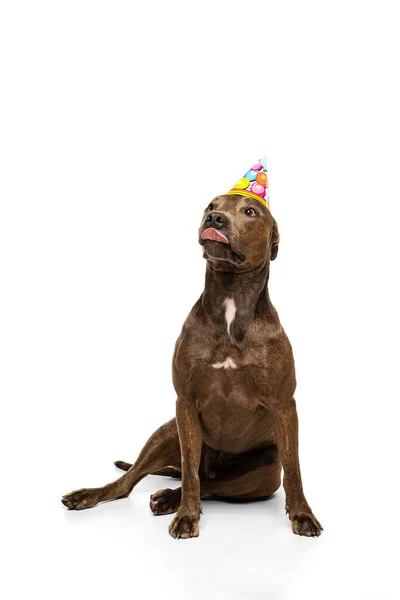 Studio Shot Purebred Dog American Pit Bull Terrier Posing Birthday — Stockfoto